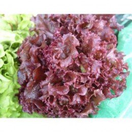 Ред Пик семян салата тип Дуболистный (Satimex)