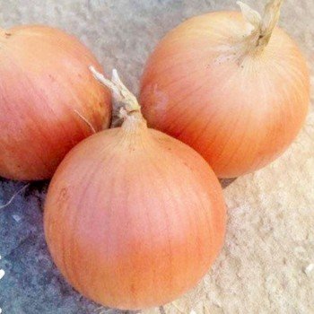 Рекс F1 насіння цибулі ріпчастої жовтої (Takii Seeds)