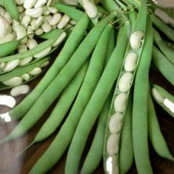 Рипост семян фасоли овощной кустовой белой (Империя Семена)