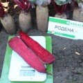 Родена F1 (Родина F1) насіння буряка столового пізнього 120-125 дн. циліндр. (Sakata)
