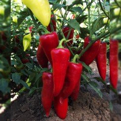 Сакура семян перца сладкого (Moravoseed)
