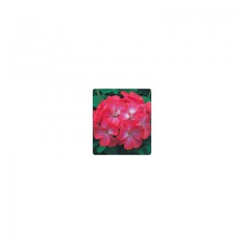 Салют красное пикоте (Red Picotee) семена пеларгонии зональной (Kitano Seeds)
