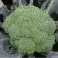 Самоа F1 семена капусты брокколи (Cora Seeds)
