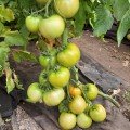 Села F1 (Села F1) насіння томату напівдетермінантного (LibraSeeds)
