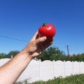 Села F1 (Села F1) насіння томату напівдетермінантного (LibraSeeds)