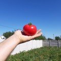 Села F1 (Села F1) насіння томату напівдетермінантного (LibraSeeds)