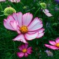 Сенсейшин Пикоти семена космеи (Floragran)
