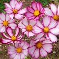 Сенсейшин Пикоти семена космеи (Floragran)