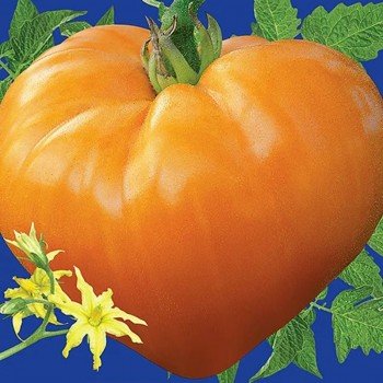 Сердце Ашхабада семена томата индетерминантного (GL Seeds)