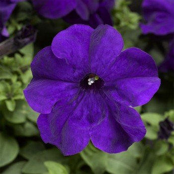 Шторм F1 синяя (blue) семена петунии грандифлора (Syngenta)