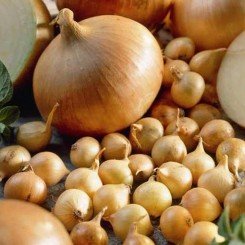 Штуттгартер Ризен сеянка лука (TOP Onion Sets)