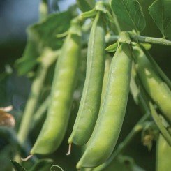 Шугар Флеш семян гороха сахарного среднего 70 дн. (Syngenta)