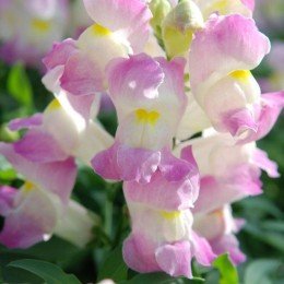 Снеппи F1 лавандовый (lavander) семена антиринума карликового (Hem Genetics)