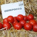 Солероссо F1 насіння помідора подітий. ультрараннього 90-95 дн. слив. 50-55 гр. червоний (Nunhems)