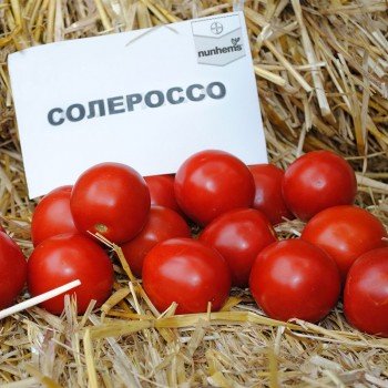 Солероссо F1 насіння помідора подітий. ультрараннього 90-95 дн. слив. 50-55 гр. червоний (Nunhems)