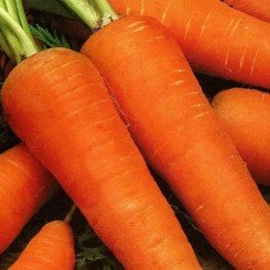 СТ 4411 F1 (ST 4411 F1) семена моркови (Soto Seeds)