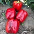 Стріт F1 насіння перцю солодкого тип Блочний ультраранній (Lark Seeds)