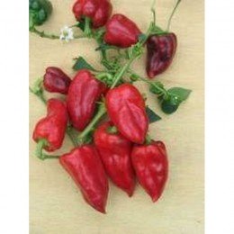 Сударь семян перца сладкого (Гелиос)