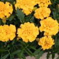 Супергерой золотисто-желтые семена бархатцев (Benary)