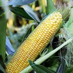 Сюрприз F1 насіння кукурудзи суперсолодкої Sh2 (GL Seeds)