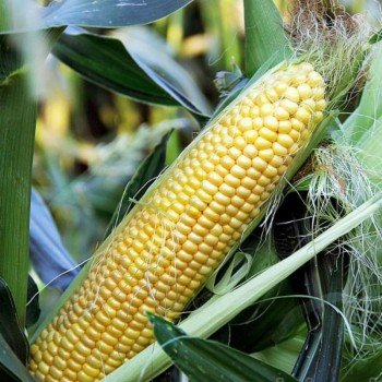 Сюрприз F1 насіння кукурудзи суперсолодкої Sh2 (GL Seeds)