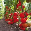 Тайлер F1 насіння помідора індетермінантного (Kitano Seeds)