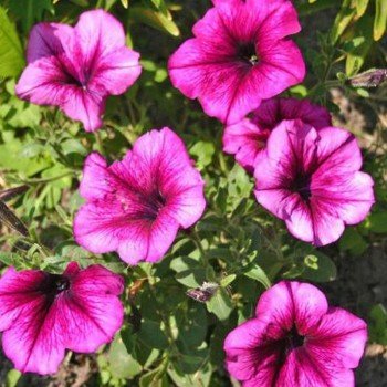 Танака Діп Роуз (Deep Rose) насіння петунії великоквіткової (Kitano Seeds)