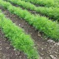 Мораван (Татран) насіння кропу (Moravoseed)