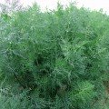 Мораван (Татран) насіння кропу (Moravoseed) Мораван (Татран) насіння кропу (Moravoseed)