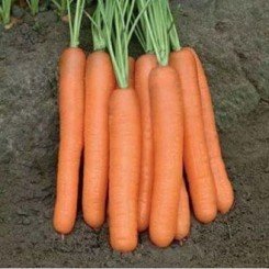Тип Топ семян моркови