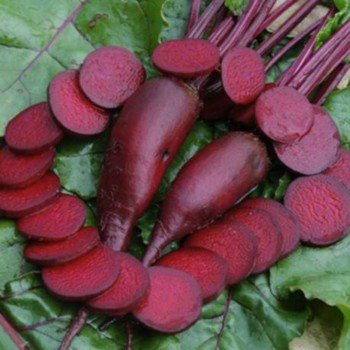 Торпедо семян свеклы столовой (GL Seeds)