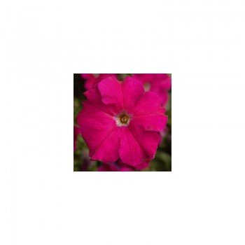 Тритуния F1 розовая (pink) семена петунии грандифлора (Syngenta)