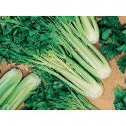 Триумф семян сельдерея черешкового (GL Seeds)
