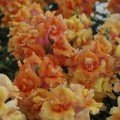 Твінні F1 бронзовий з прожилками насіння антірінума (Hem Genetics )