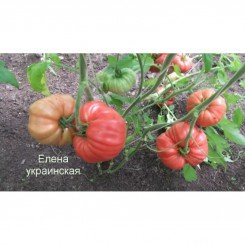 Украинская Елена семян помидора индетерминантного (GL Seeds)