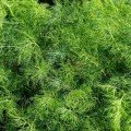 Кріп насіння мікрозелений (Agrocity)