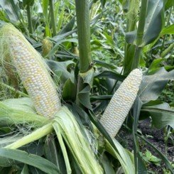 Вайт Туз F1 семена кукурузы суперсладкой Sh2 белой (Lark Seeds)