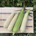 Вайт Туз F1 насіння кукурудзи суперсолодкої Sh2 білої (Lark Seeds)