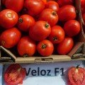 Велоз F1 (Veloz F1) семена помидора детерминантного (Seminis)