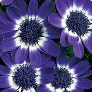 Вероніка Blue Picotee насіння цинерарії (Kitano Seeds)