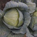 Віконт F1 насіння капусти білокачанної (Lucky Seed)