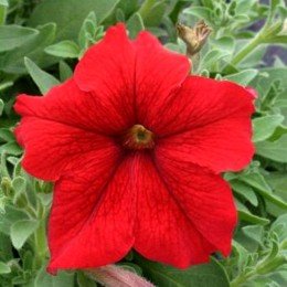 Віртуоз Ред (Red) насіння петунії великоквіткової (Kitano Seeds)