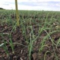 Вольф F1 насіння цибулі ріпчастої озимої (Hazera)
