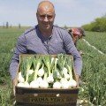 Вольф F1 насіння цибулі ріпчастої озимої (Hazera)