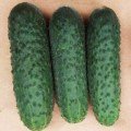 Ягуар F1 (TCU-151, TECU530) насіння огірка партенокарпічного (Takii Seeds)