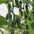 Ягуар F1 (TCU-151, TECU530) насіння огірка партенокарпічного (Takii Seeds)