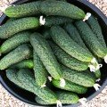 Ягуар F1 (TCU-151, TECU530) насіння огірка партенокарпічного (Takii Seeds)