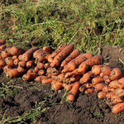 Янтарный сахар семена моркови