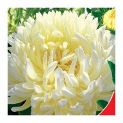 Юлия лимонная семена астры хризантемообразной (GL Seeds)