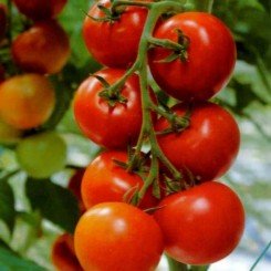 Здоровая жизнь семян помидора черри индетерминантного (GL Seeds)